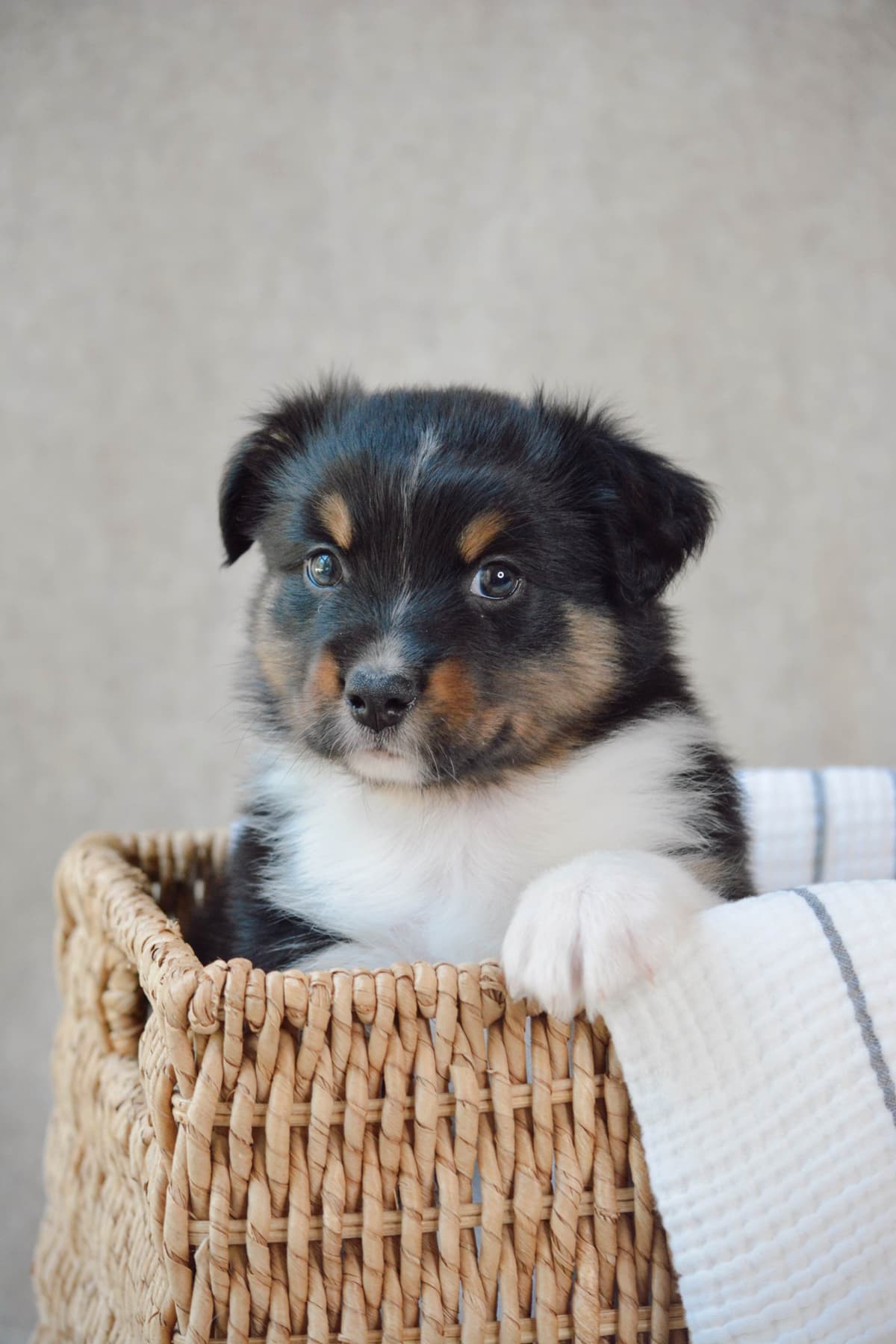 Australian Shepherd Puppies breeder image 13