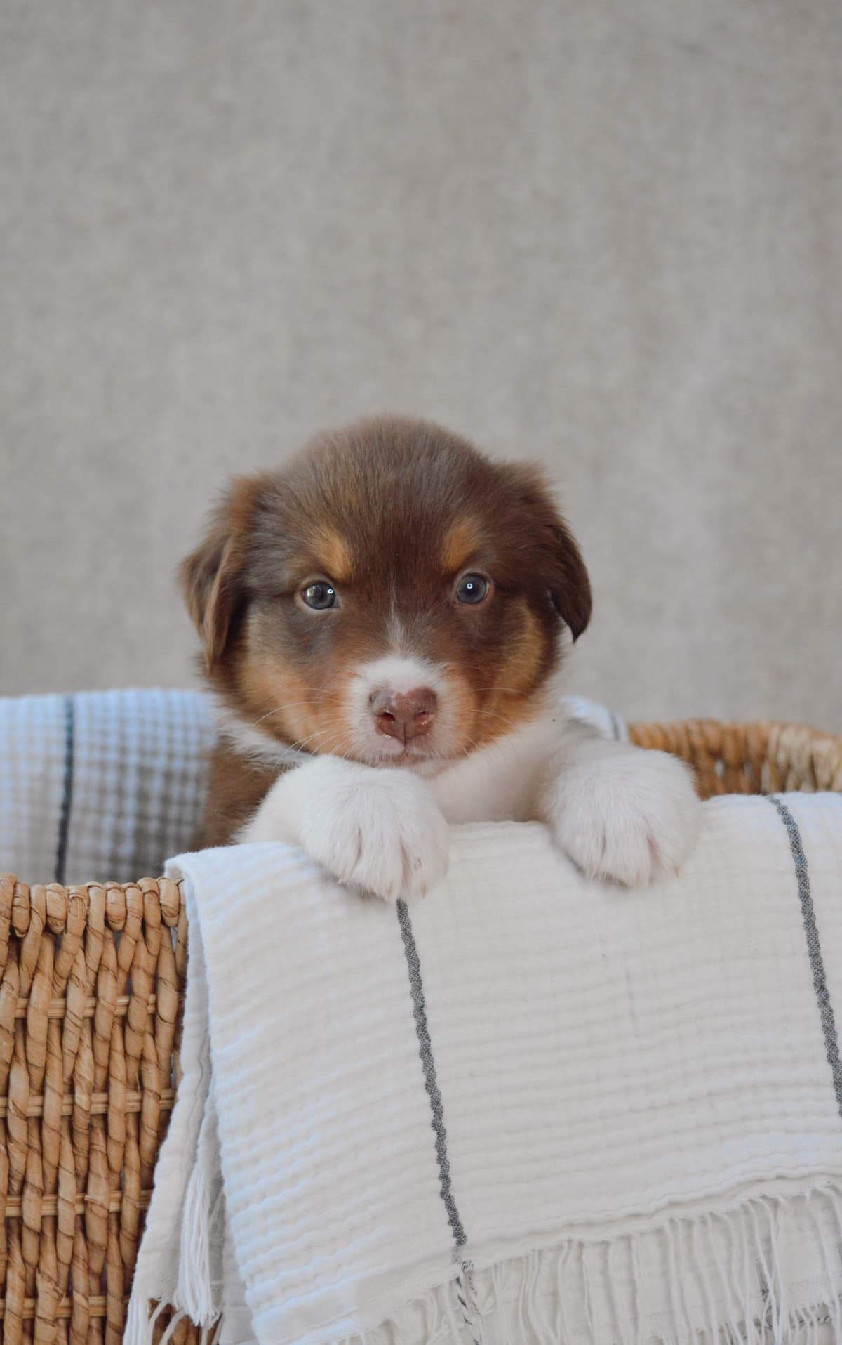 Australian Shepherd Puppies breeder image 14