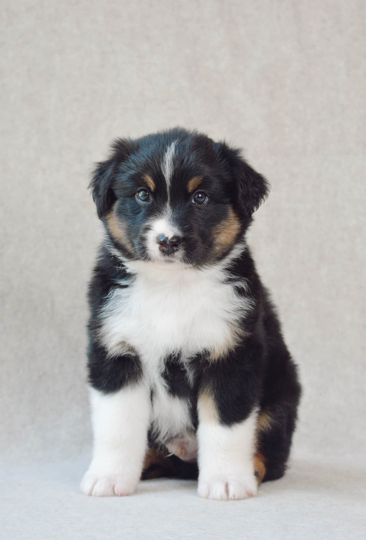 Australian Shepherd Puppies breeder image 16