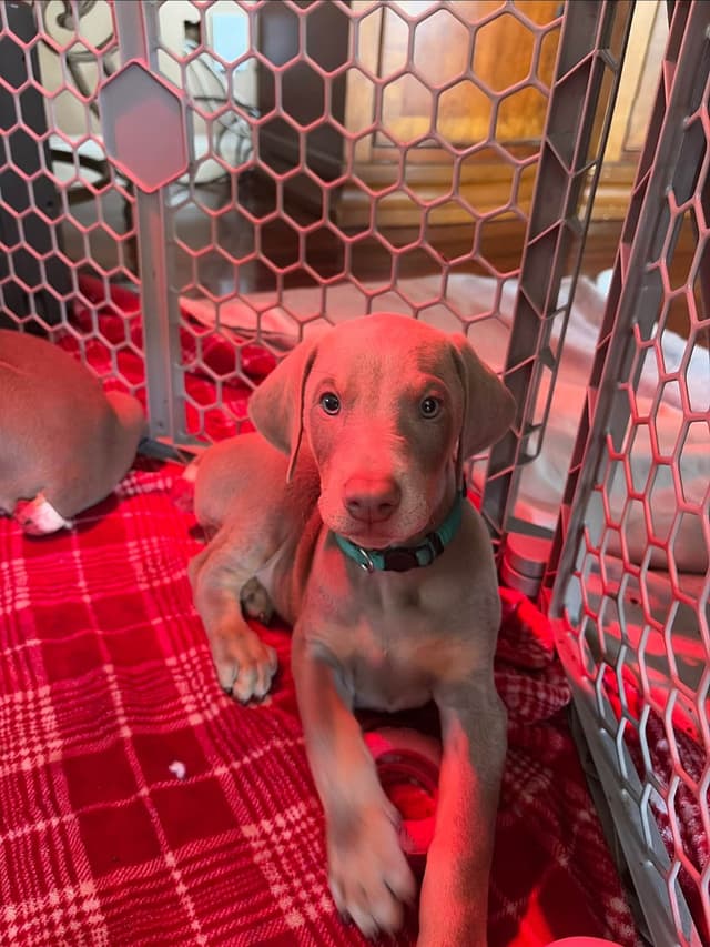 Diamond Doberman’s Security Line European Puppies media 6