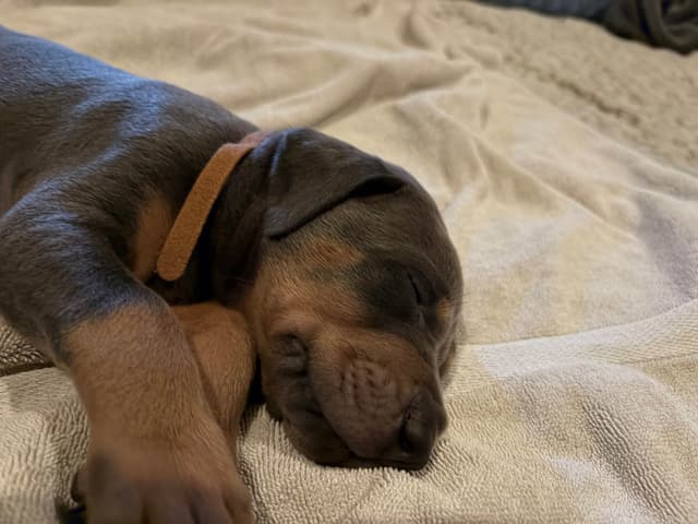 Diamond Doberman’s Security Line European Puppies media 7