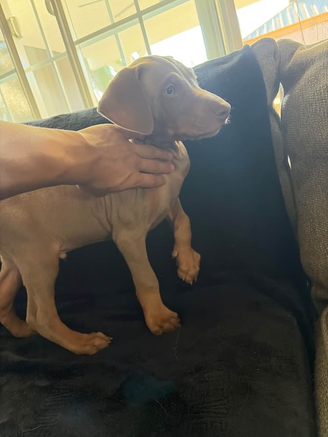 Diamond Doberman’s Security Line European Puppies media 8