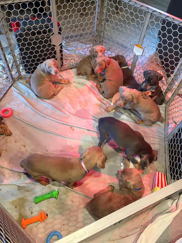 Diamond Doberman’s Security Line European Puppies media 9