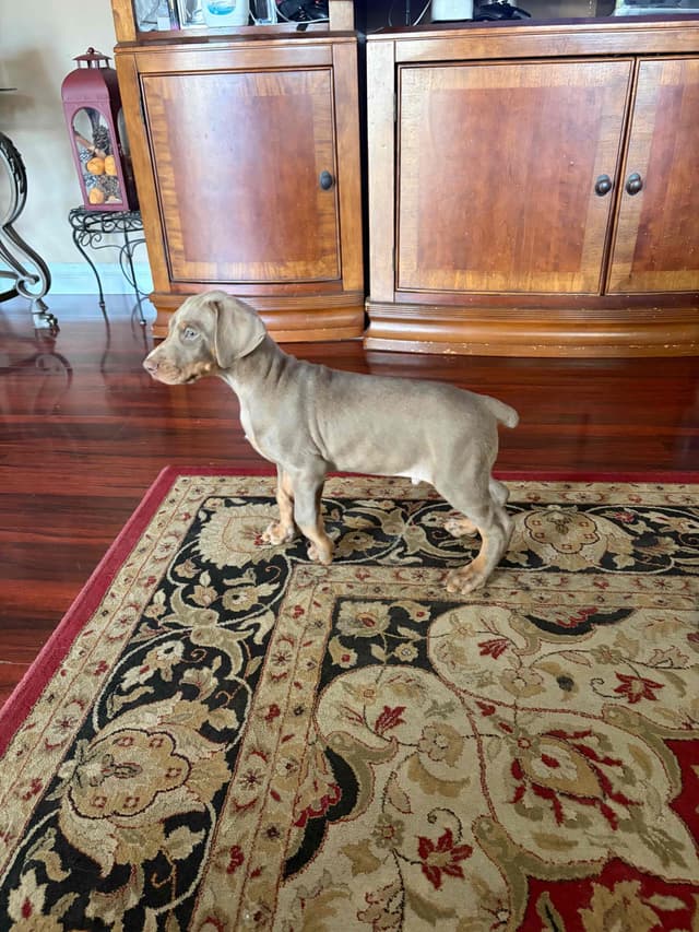 Diamond Doberman’s Security Line European Puppies media 10