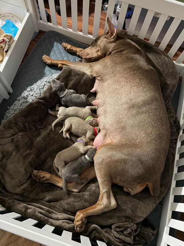 Diamond Doberman’s Security Line European Puppies media 12