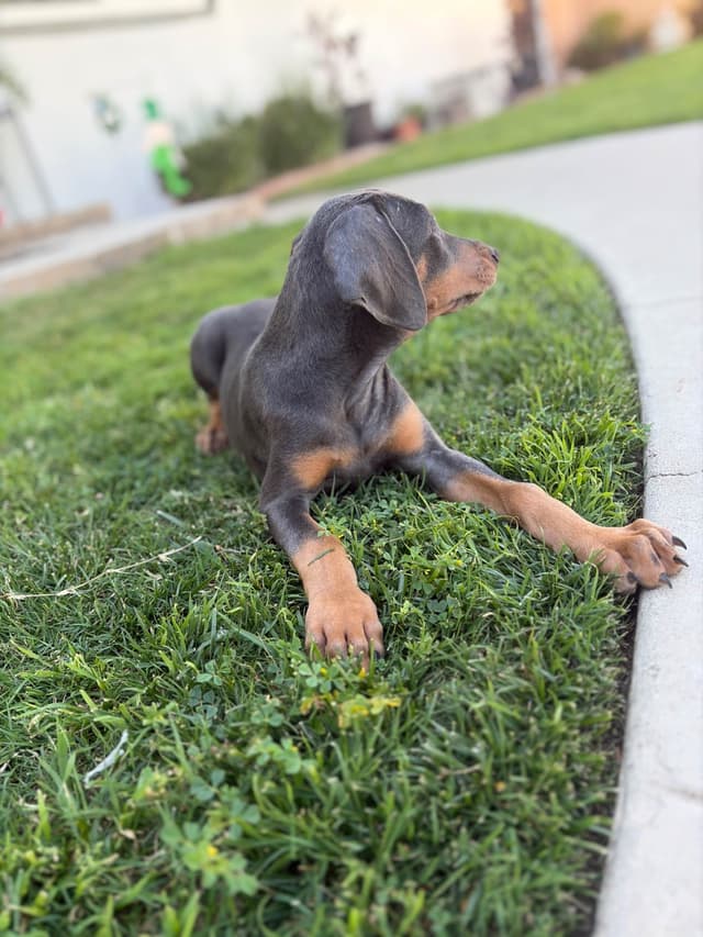 Diamond Doberman’s Security Line European Puppies media 3