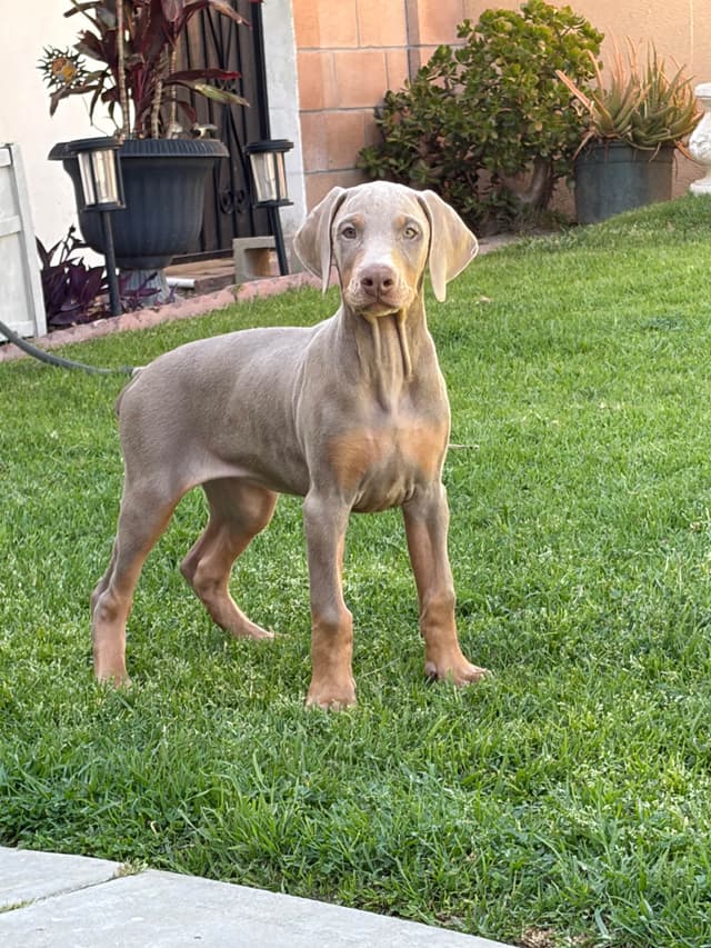 Diamond Doberman’s Security Line European Puppies media 2
