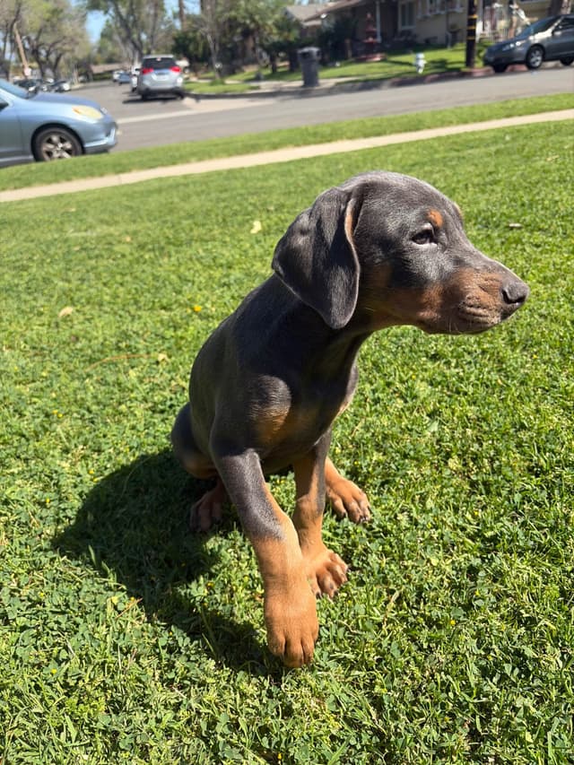 Diamond Doberman’s Security Line European Puppies media 4