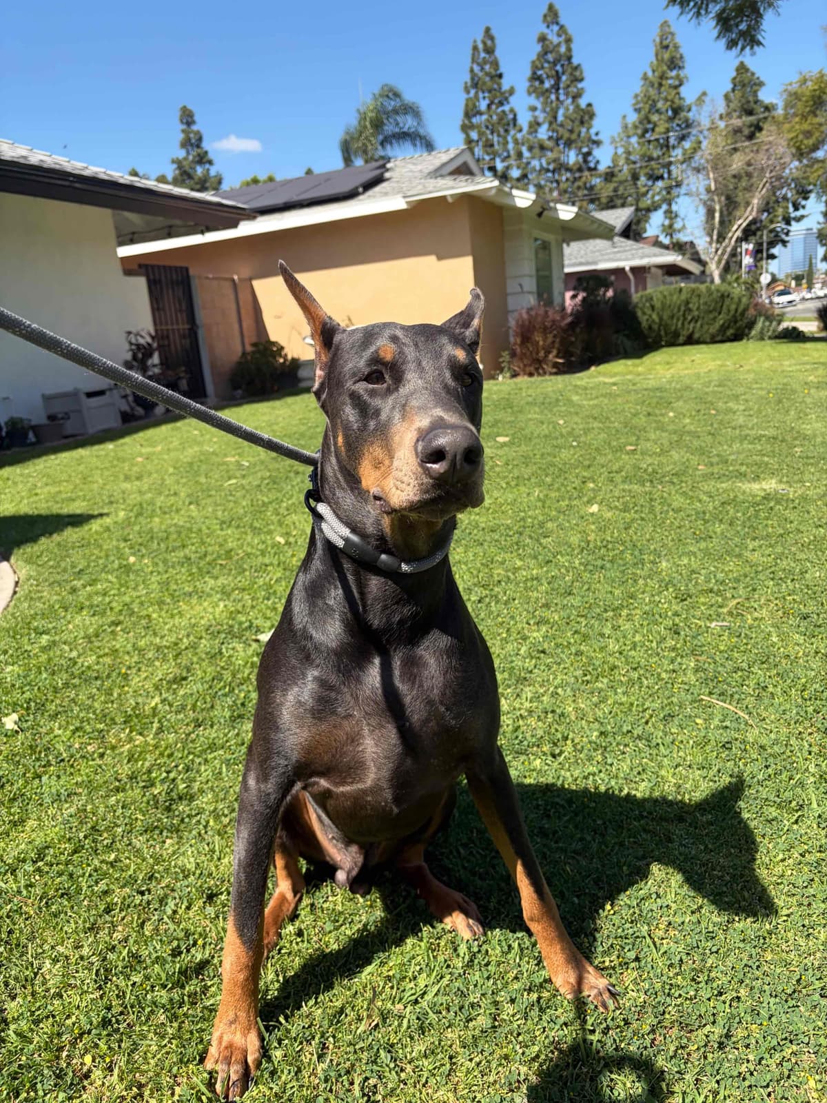 Diamond Doberman’s Security Line European Puppies breeder image 1