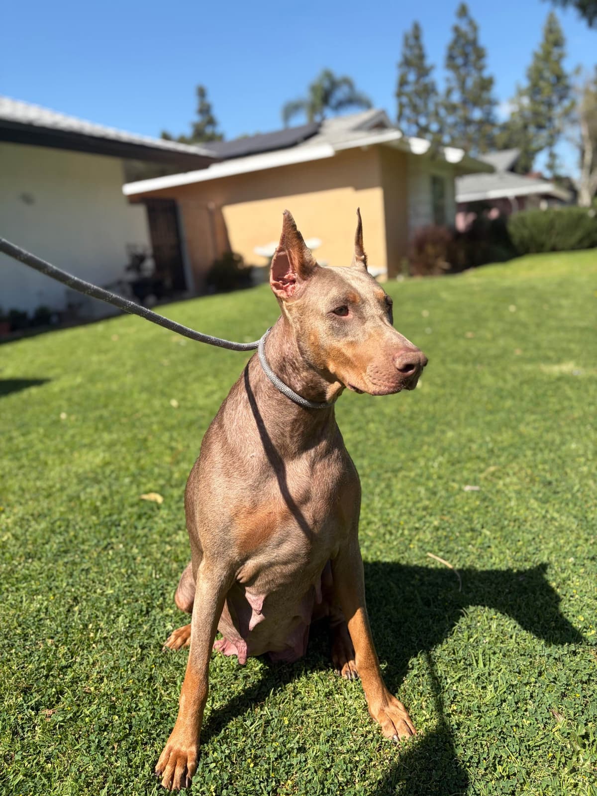 Diamond Doberman’s Security Line European Puppies breeder image 4