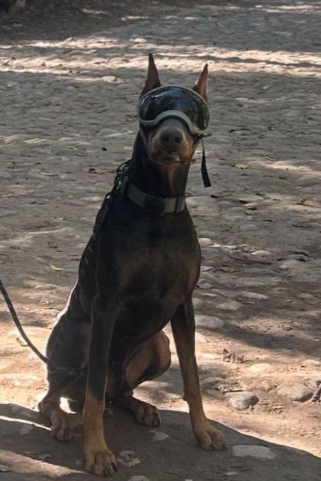 Diamond Doberman’s Security Line European Puppies breeder image 2