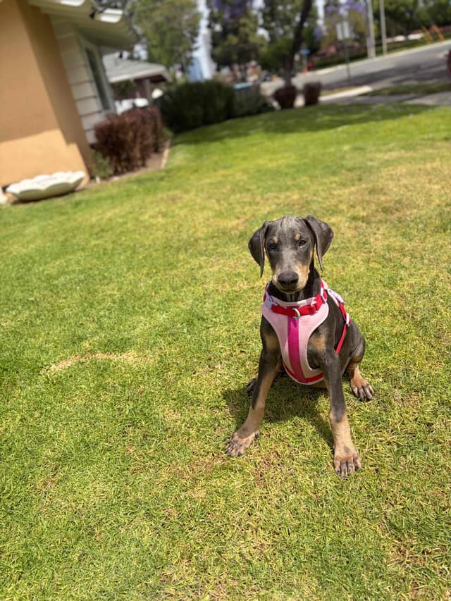Diamond Doberman’s Security Line European Puppies media 14