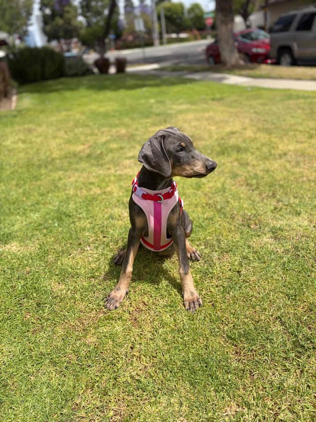 Diamond Doberman’s Security Line European Puppies media 15