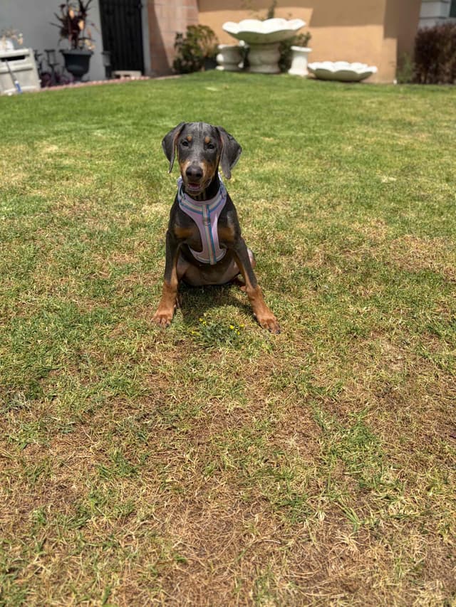 Diamond Doberman’s Security Line European Puppies media 17
