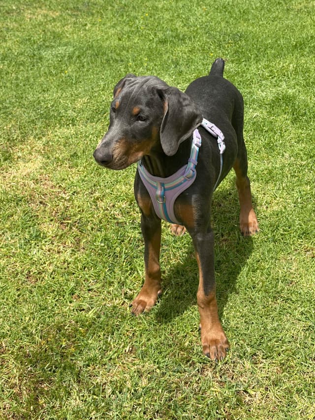 Diamond Doberman’s Security Line European Puppies media 18
