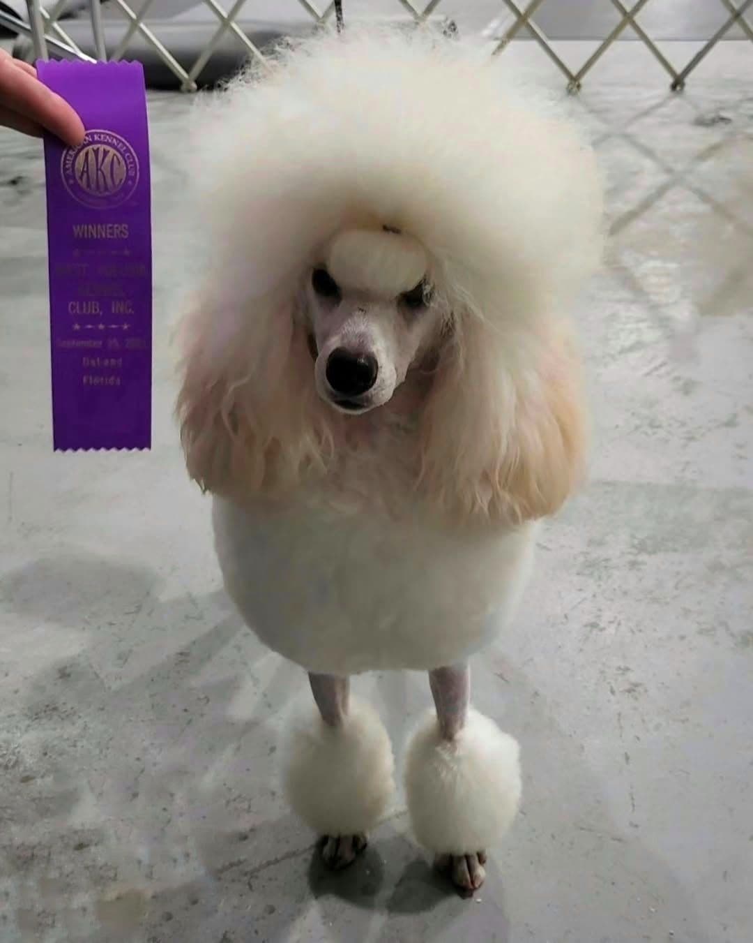Poodle Puppies breeder image 3