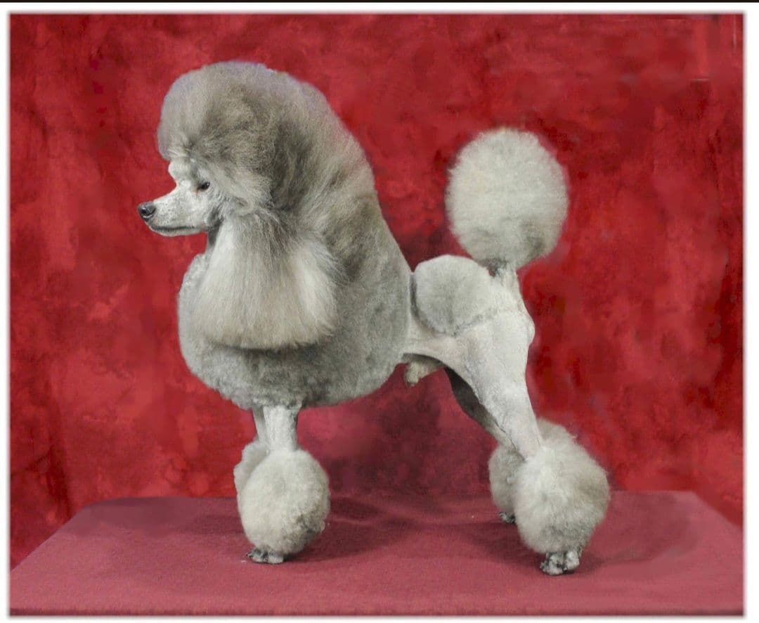 Poodle Puppies breeder image 4
