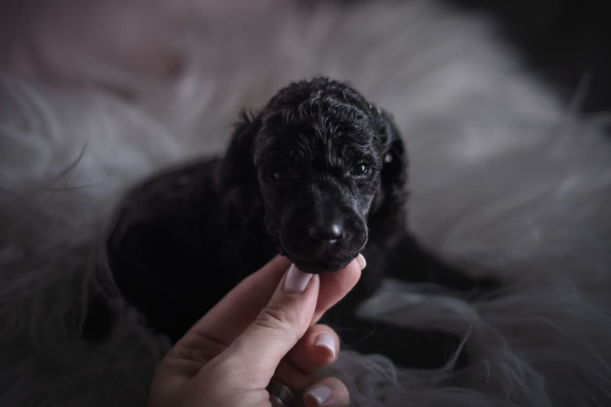 Poodle Puppies breeder image 2