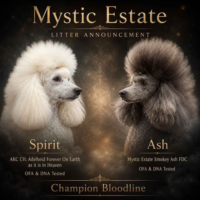 Poodle Puppies media 2
