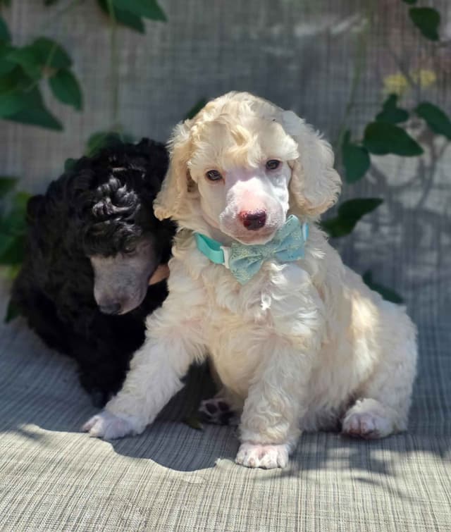 Poodle Puppies media 3