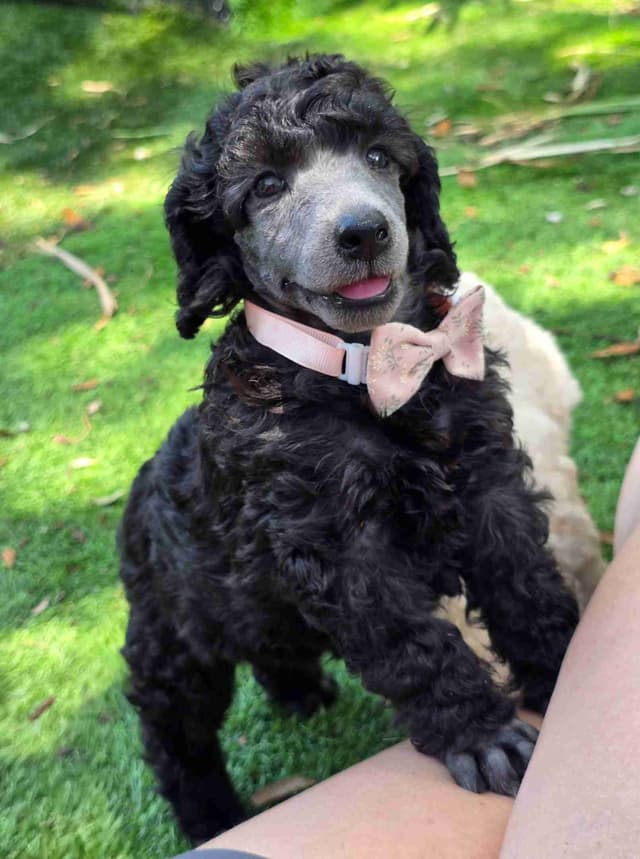 Poodle Puppies media 4