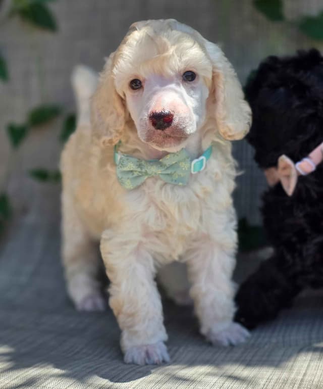 Poodle Puppies media 5