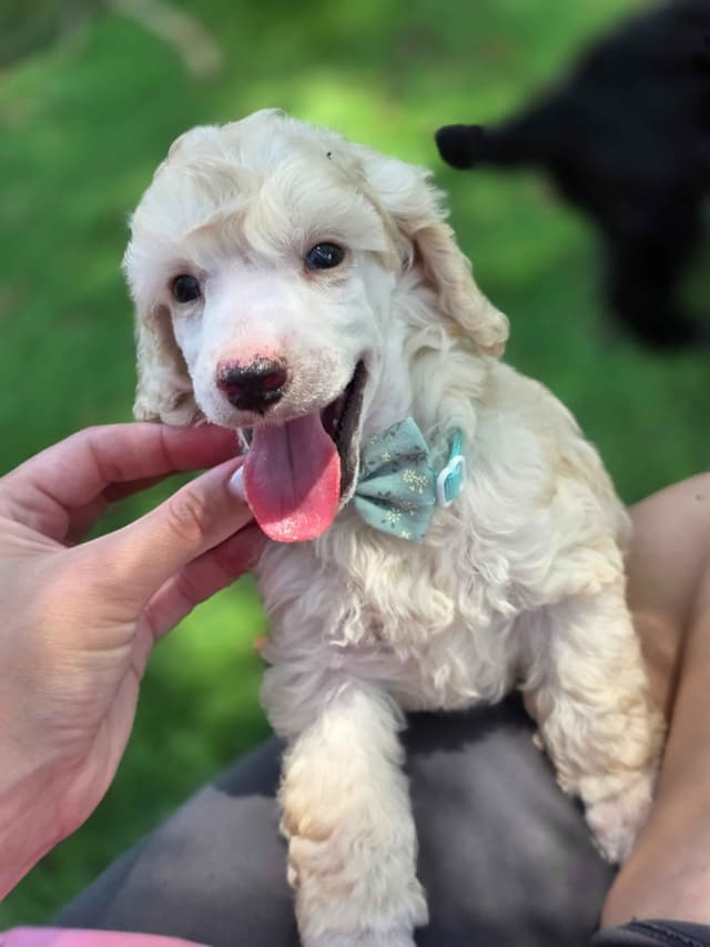 Poodle Puppies media 8
