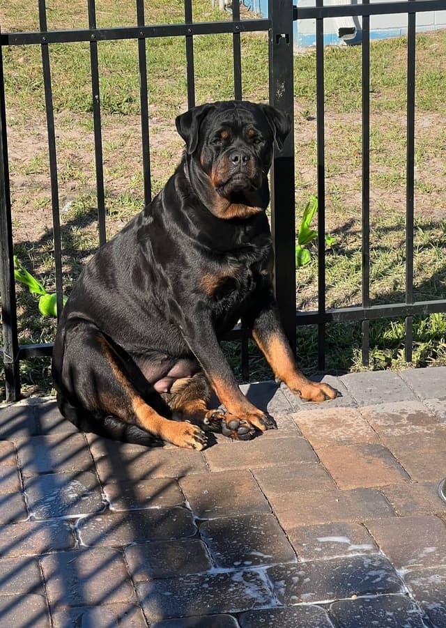 Rottweiler Puppies imported blood line from Serbia media 2