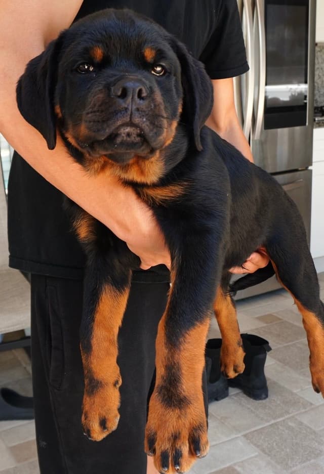 Rottweiler Puppies imported blood line from Serbia media 3