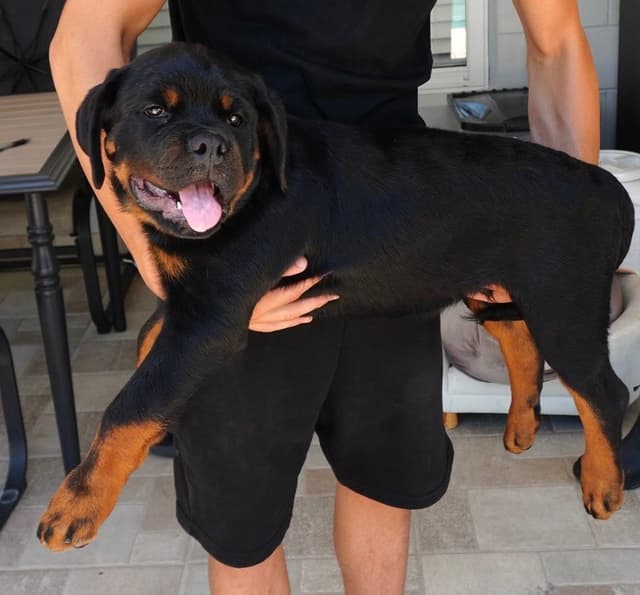 Rottweiler Puppies imported blood line from Serbia media 4