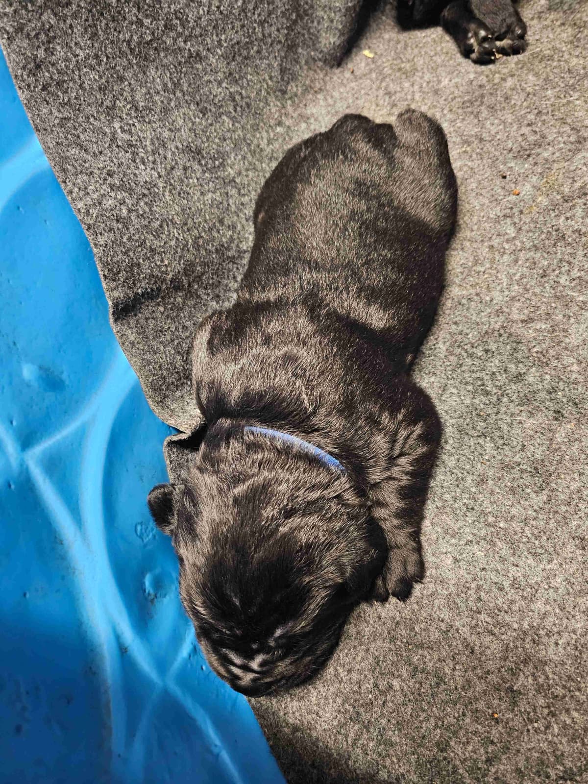 Cane Corso Puppies breeder image 1