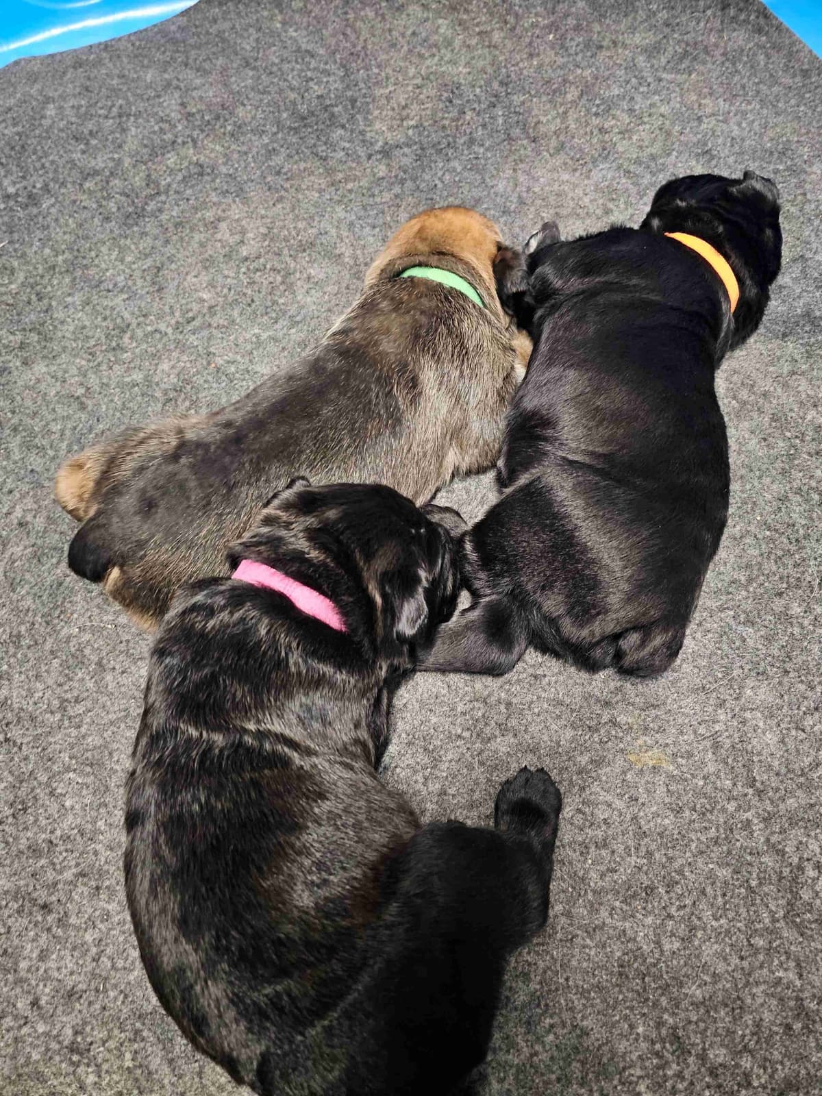 Cane Corso Puppies breeder image 2