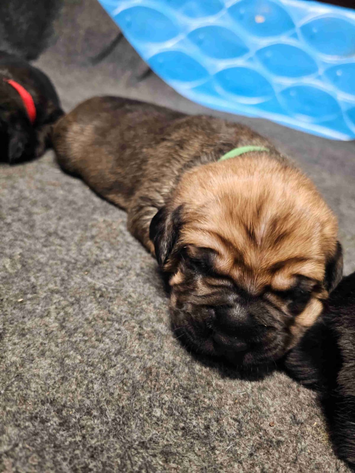 Cane Corso Puppies breeder image 3