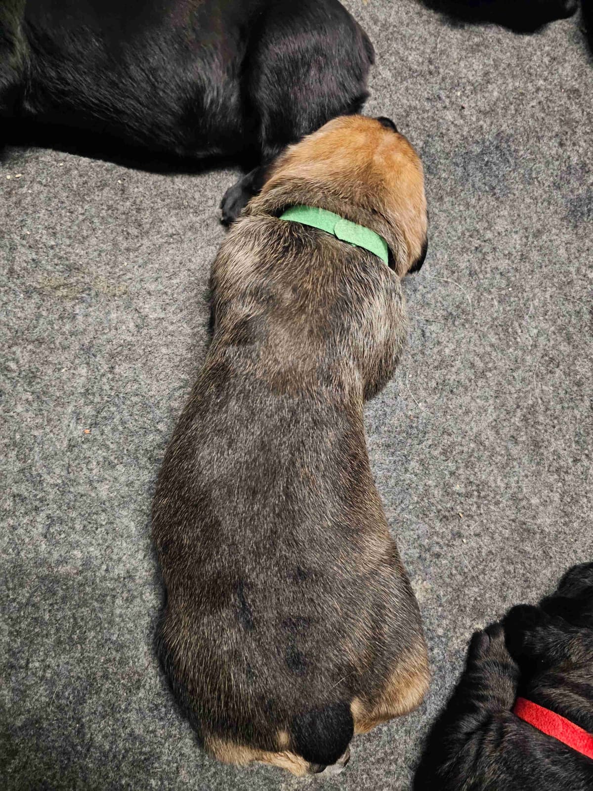 Cane Corso Puppies breeder image 4