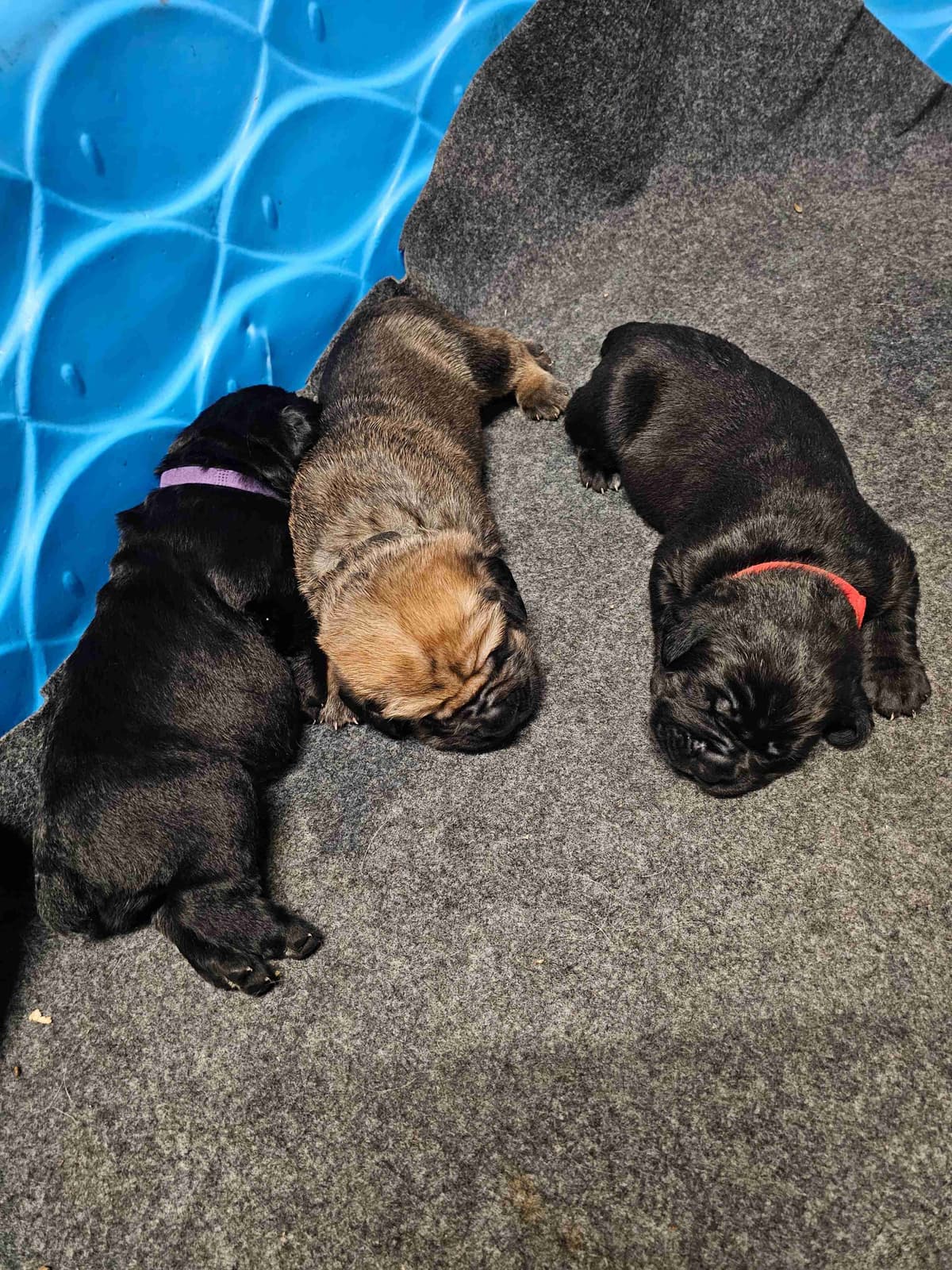 Cane Corso Puppies breeder image 5