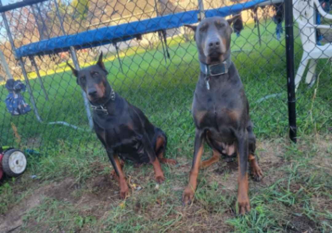 Doberman Pinscher Puppies 100% European breeder image 1