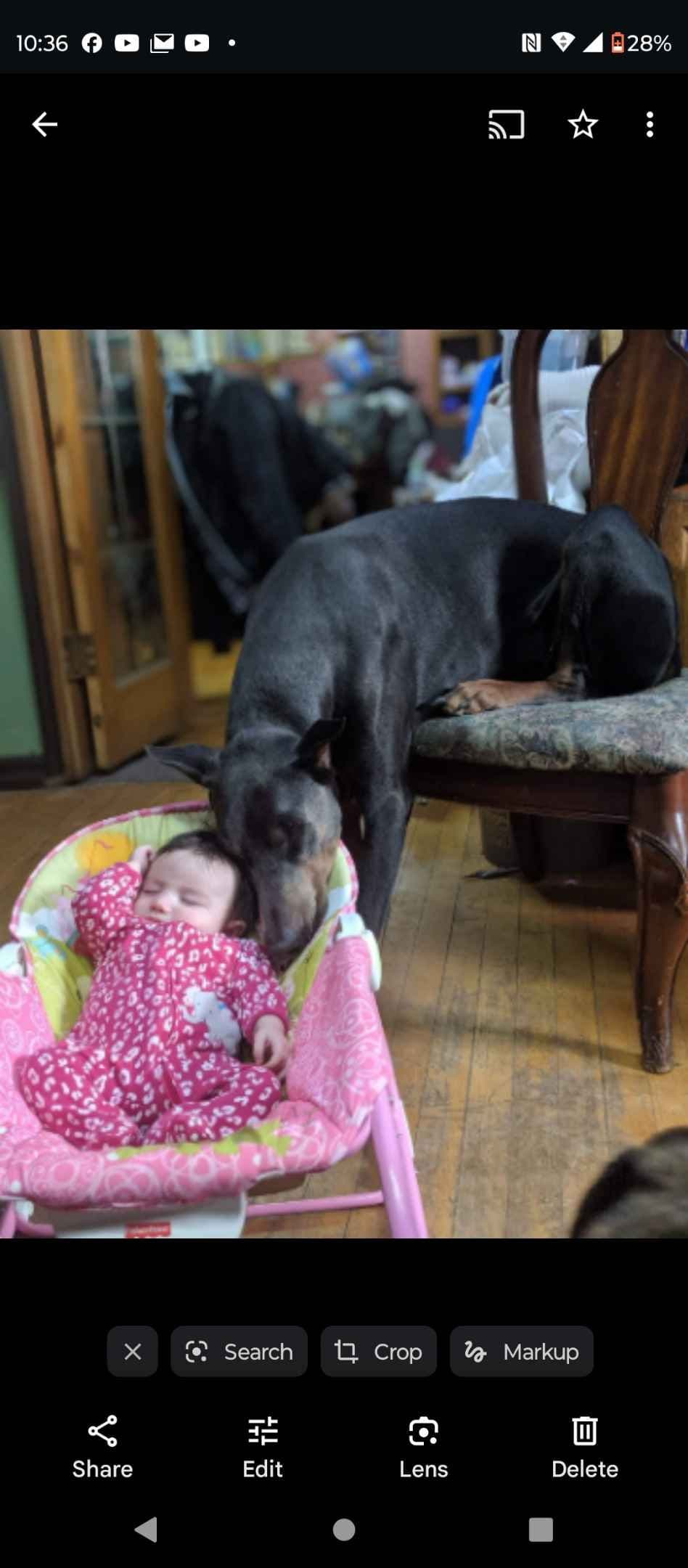 Doberman Pinscher Puppies 100% European breeder image 4