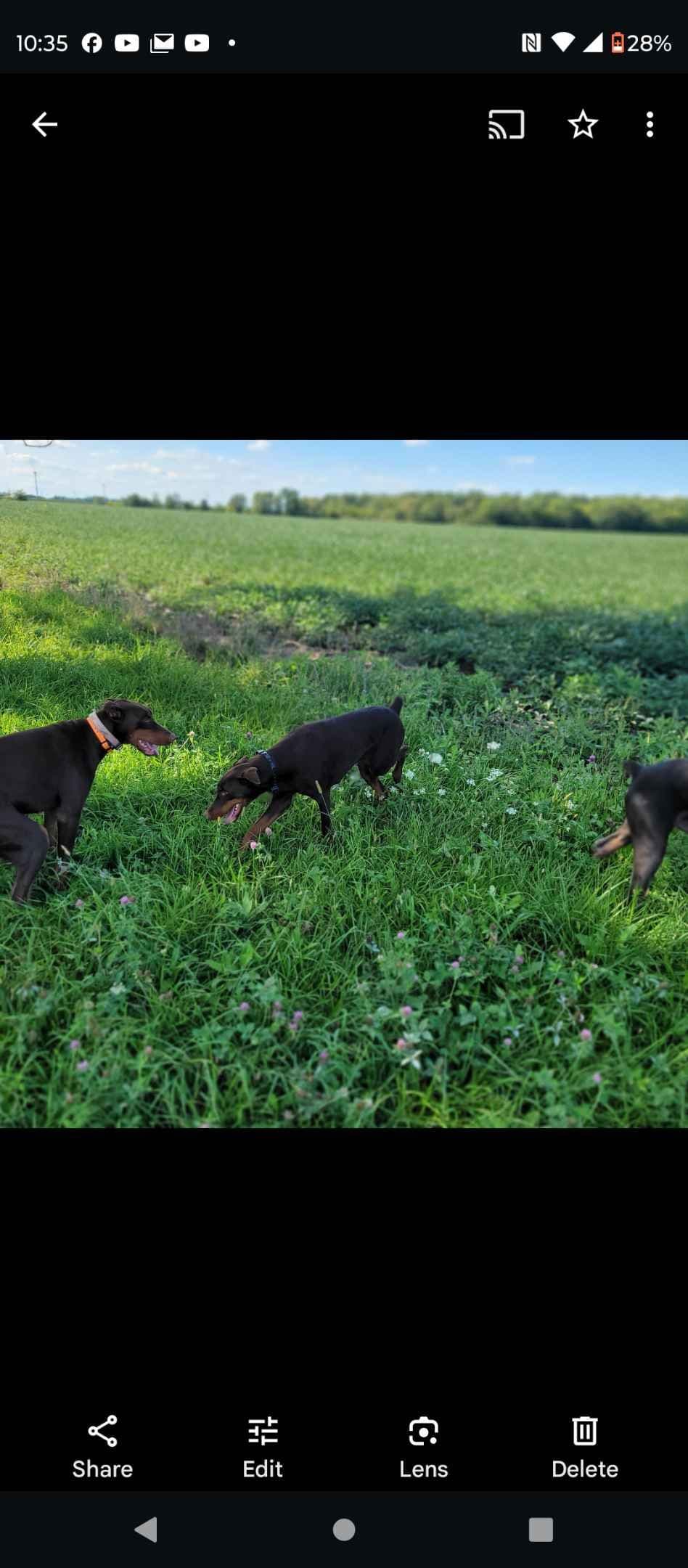 Doberman Pinscher Puppies 100% European breeder image 6