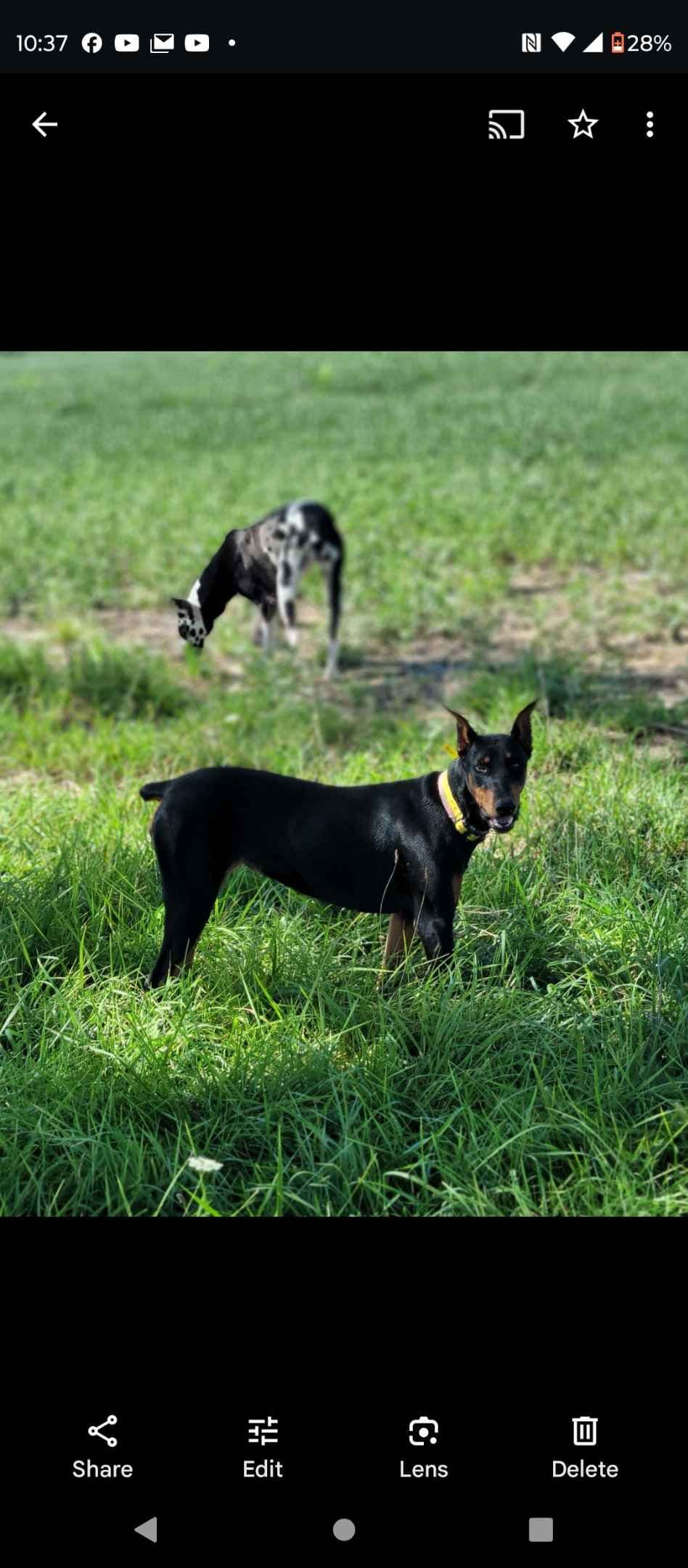 Doberman Pinscher Puppies 100% European breeder image 8