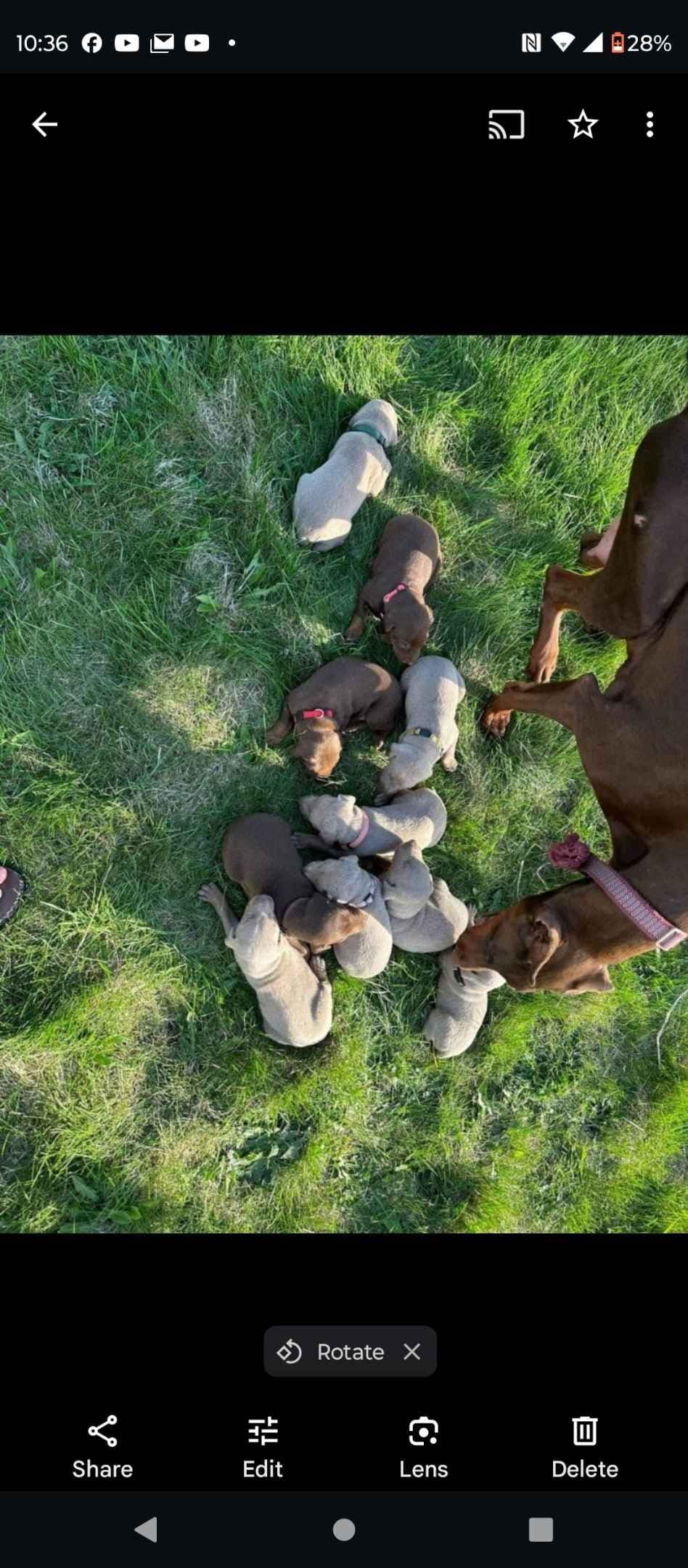 Doberman Pinscher Puppies 100% European breeder image 9