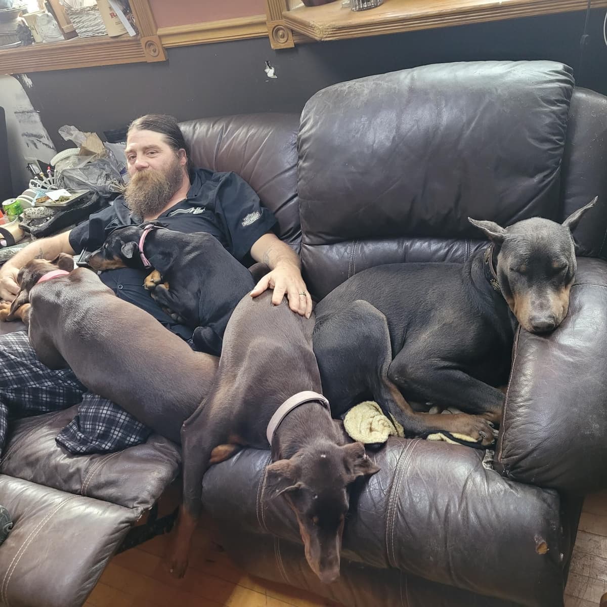 Doberman Pinscher Puppies 100% European breeder image 10