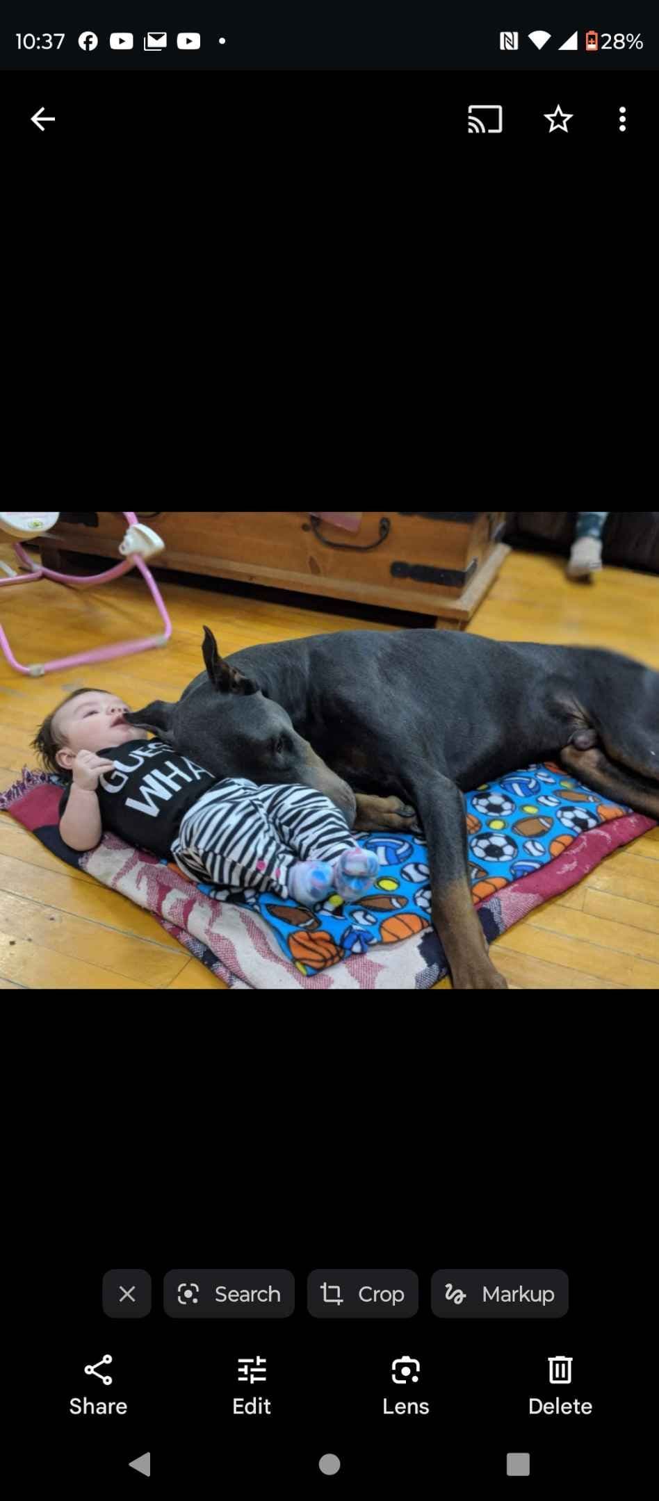 Doberman Pinscher Puppies 100% European breeder image 11