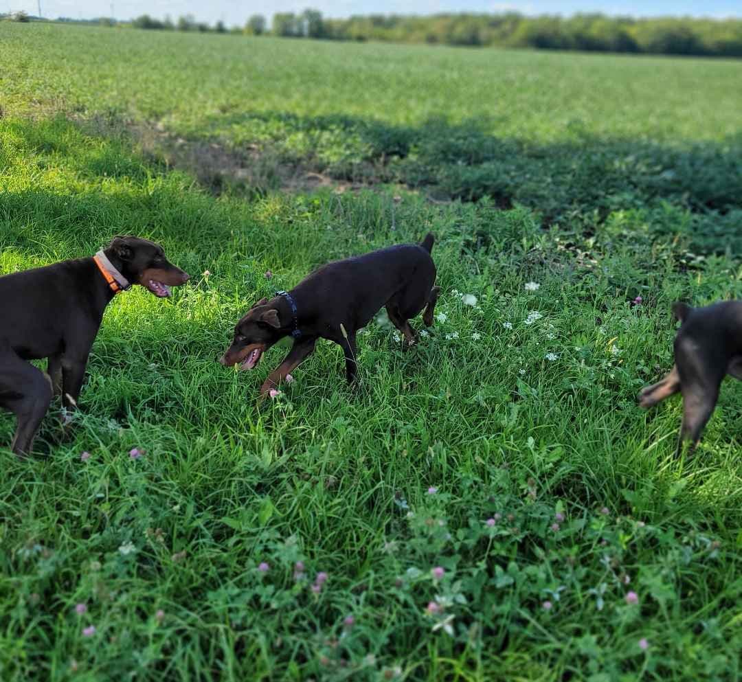 Doberman Pinscher Puppies 100% European breeder image 14