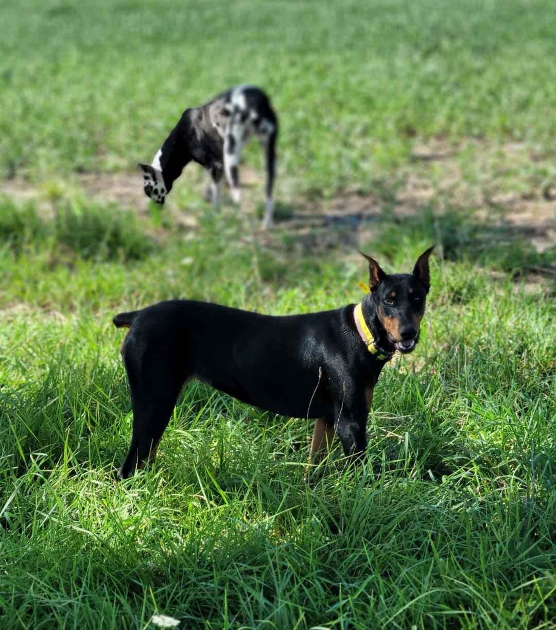 Doberman Pinscher Puppies 100% European breeder image 15