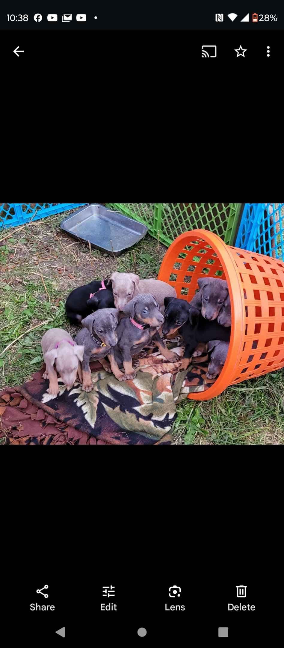 Doberman Pinscher Puppies 100% European breeder image 16