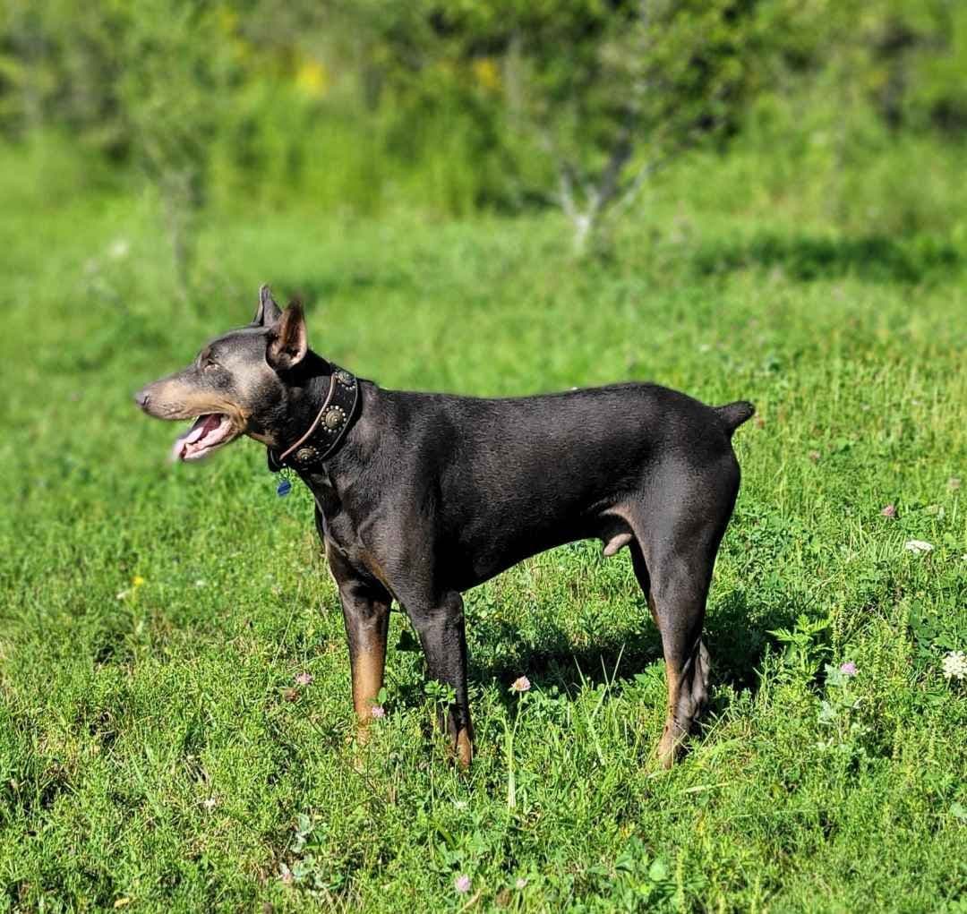 Doberman Pinscher Puppies 100% European breeder image 18