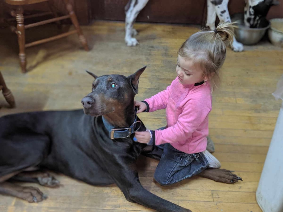 Doberman Pinscher Puppies 100% European breeder image 19