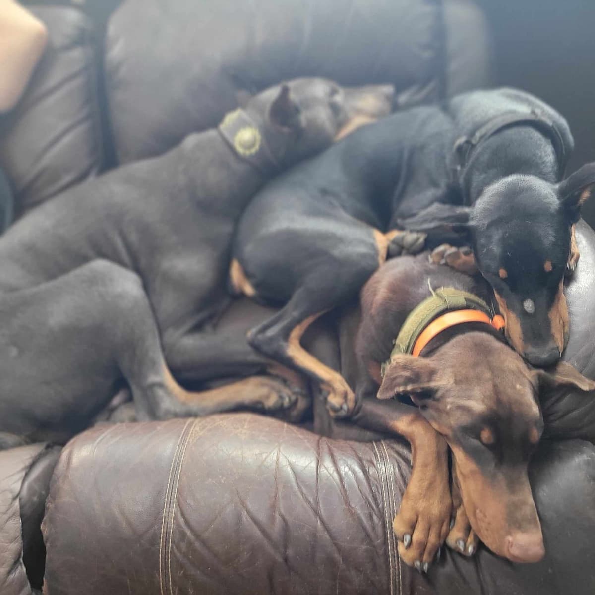 Doberman Pinscher Puppies 100% European breeder image 20