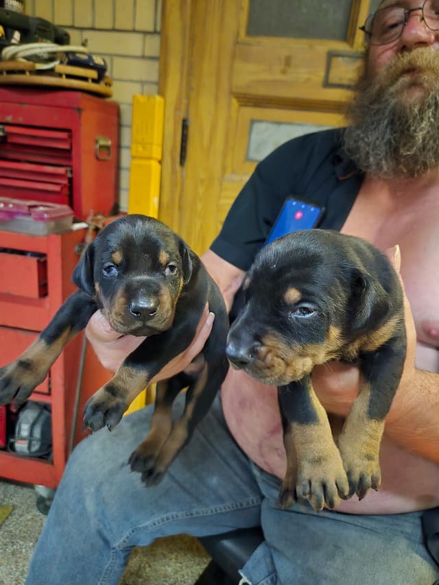 Doberman Pinscher Puppies 100% European media 2