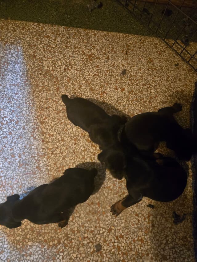 Doberman Pinscher Puppies 100% European media 4